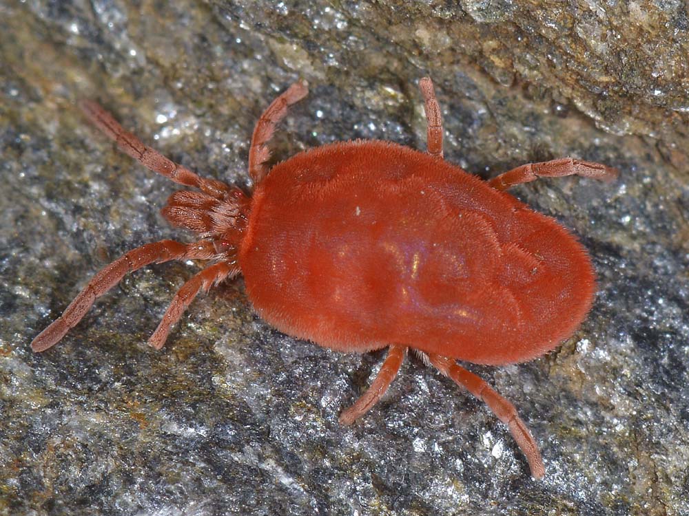 Trombidium gigante?